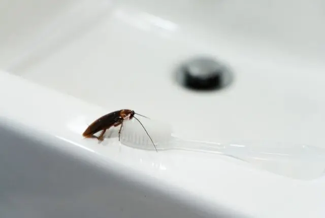 how to eliminate cockroaches from your home