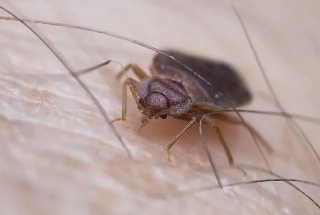 Preventing the Spread of Bed bugs
