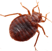 bed bug pest control etobicoke