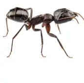 ant exterminator Etobicoke