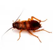 brown banded cockroach control etobicoke