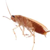 cockroach pest exterminator etobicoke