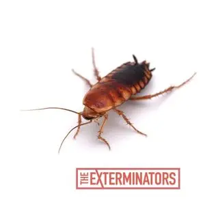 cockroach exterminator etobicoke