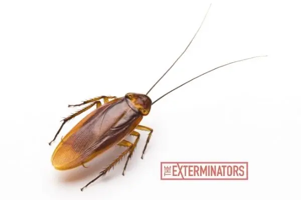cockroach control Etobicoke