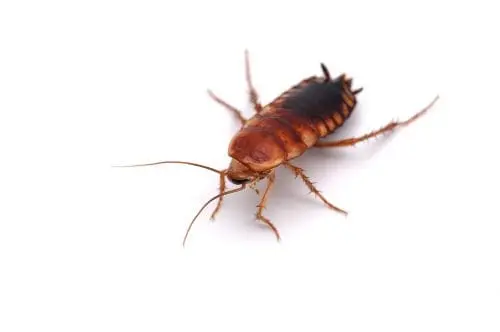 cockroach infestation Etobicoke