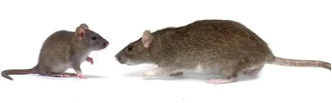 mice removal Etobicoke