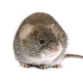 mice control