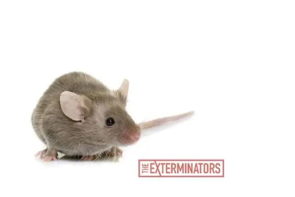 mouse exterminator Etobicoke