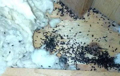 mouse infestation Etobicoke