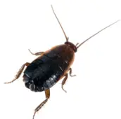 oriental cockroach exterminator Etobicoke
